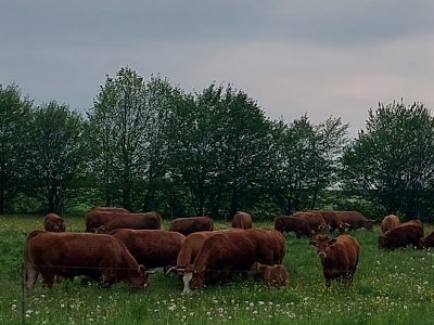 Rinder auf der Weide